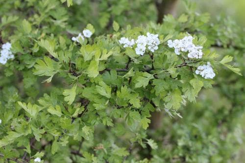 trubbhagtorn Crataegus monogyna