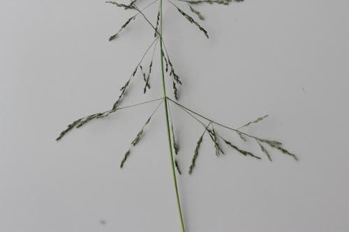 grått saltgräs Puccinellia distans