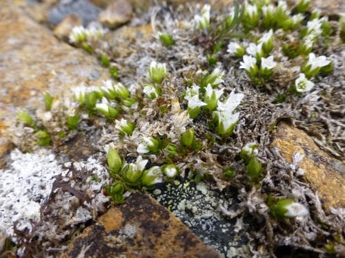 grusnarv Arenaria humifusa