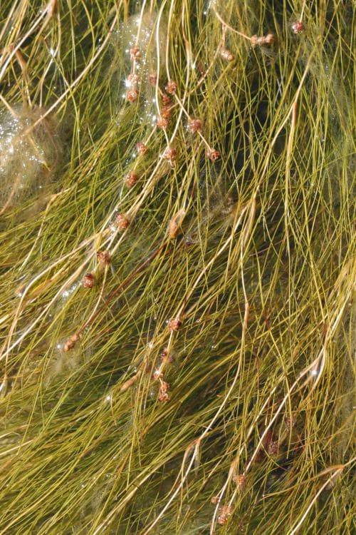 trådnate Stuckenia filiformis