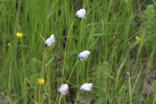 myrull Eriophorum brachyantherum