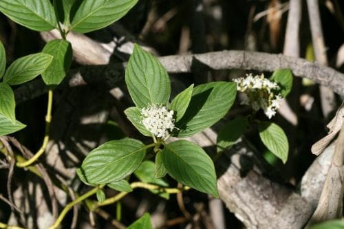 skogskornell Cornus sanguinea