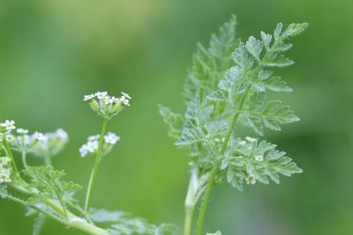 taggkörvel Anthriscus caucalis