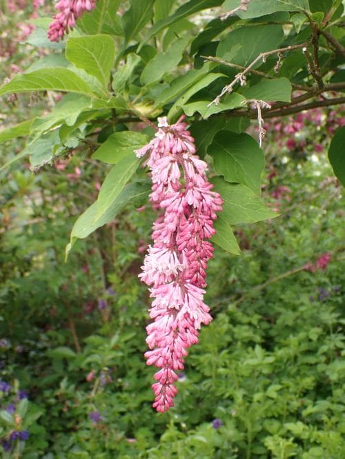 hängsyren Syringa reflexa