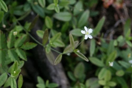 ryssnarv Moehringia lateriflora
