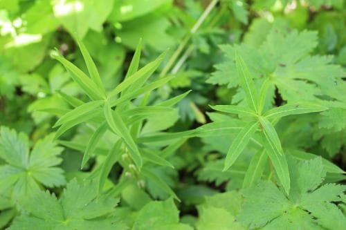 kransrams Polygonatum verticillatum