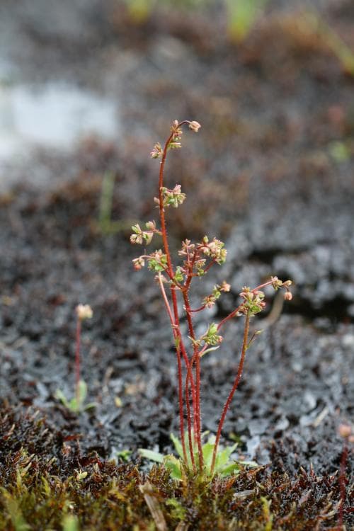 groddbräcka Micranthes foliolosa