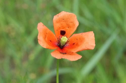 blodvallmo Papaver dubium subsp. lecoqii