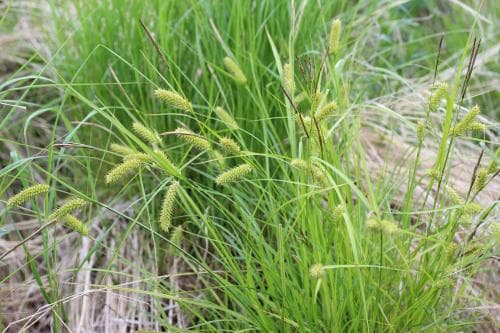 blåsstarr Carex vesicaria