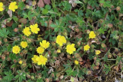 småfingerört Potentilla verna
