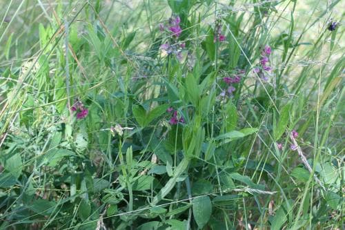 vingvial Lathyrus latifolius subsp. heterophyllus