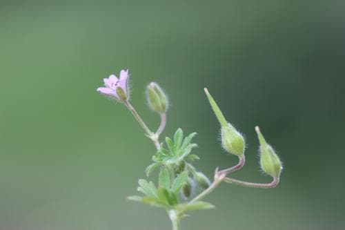 sparvnäva Geranium pusillum