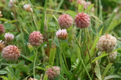 smultronklöver Trifolium fragiferum