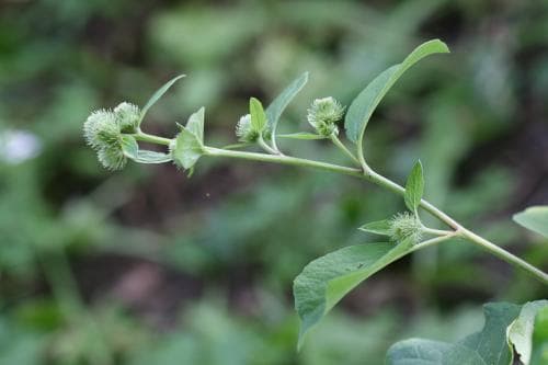liten kardborre Arctium minus