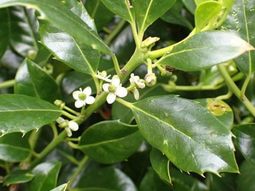 järnek Ilex aquifolium