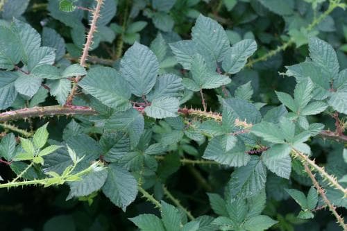 konbjörnbär Rubus platyacanthus