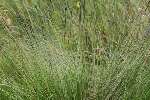 stagg Nardus stricta