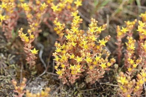 liten fetknopp Sedum annuum