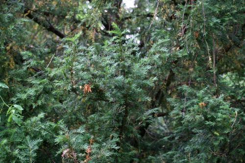 idegran Taxus baccata