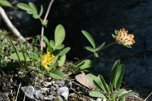 lapsk getväppling Anthyllis vulneraria subsp. lapponica