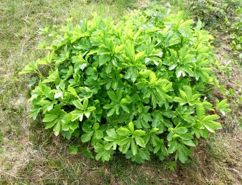 mästerrot Peucedanum ostruthium