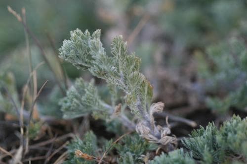 stenmalört Artemisia rupestris