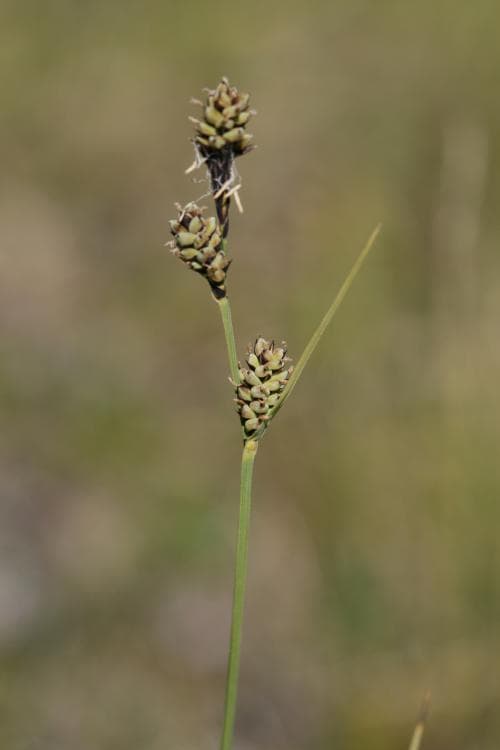 fjällklubbstarr Carex buxbaumii subsp. mutica