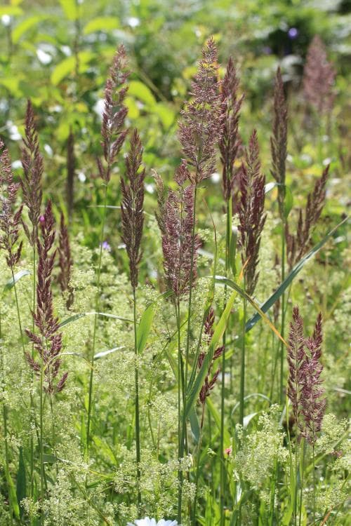 bergrör Calamagrostis epigejos