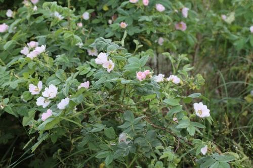 hartsros Rosa mollis