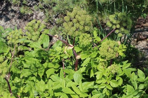strandkvanne Angelica archangelica subsp. littoralis