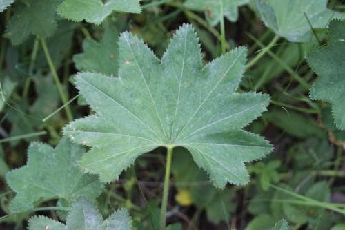 stjärndaggkåpa Alchemilla acutiloba