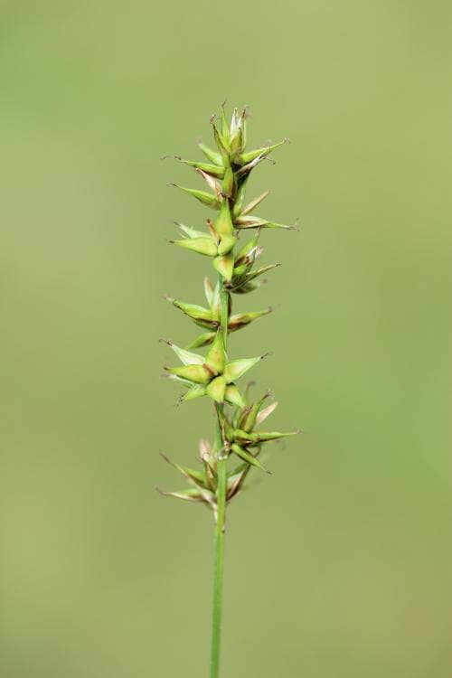 piggstarr Carex spicata