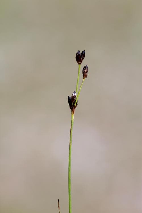 nordtåg Juncus alpinoarticulatus subsp. alpestris
