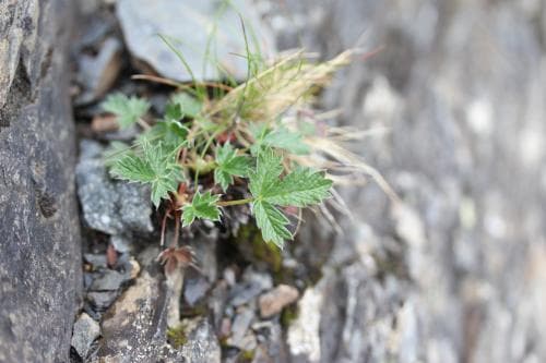 lappfingerört Potentilla nivea