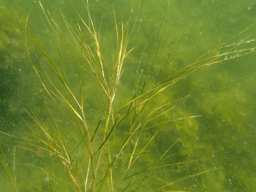 borstnate Stuckenia pectinata