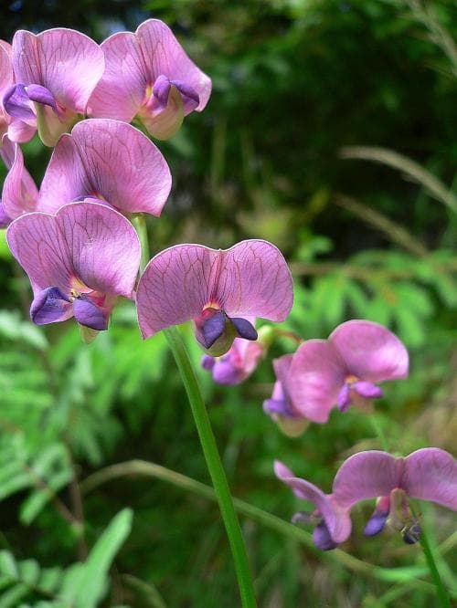backvial Lathyrus sylvestris