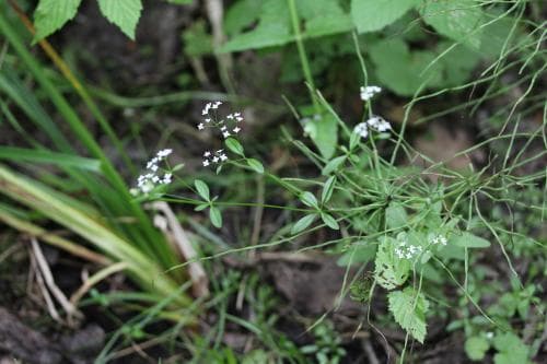 stor vattenmåra Galium palustre subsp. elongatum