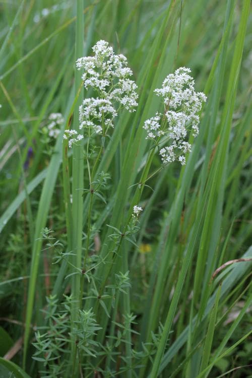 vitmåra Galium boreale