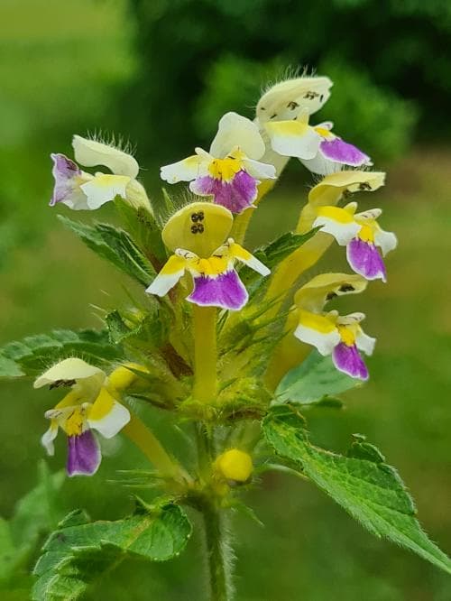 hampdån Galeopsis speciosa