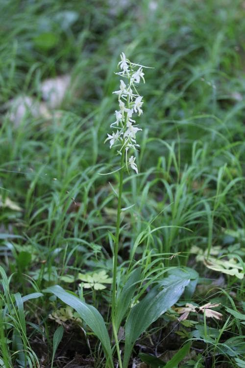 skogsnattviol Platanthera bifolia subsp. latiflora