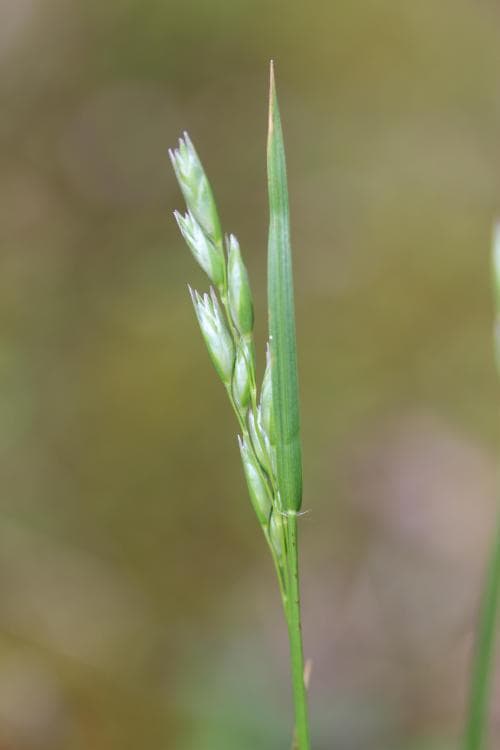 knägräs Danthonia decumbens