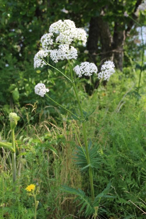 strandvänderot Valeriana sambucifolia subsp. salina