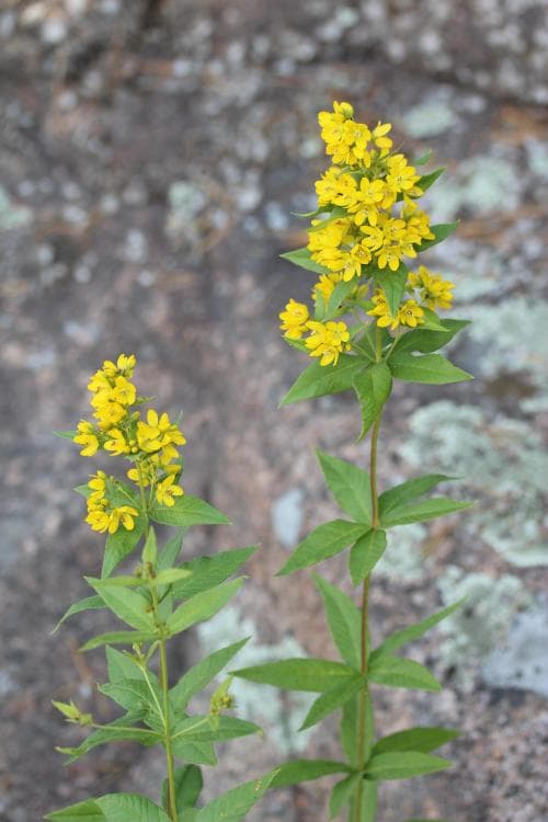 strandlysing Lysimachia vulgaris