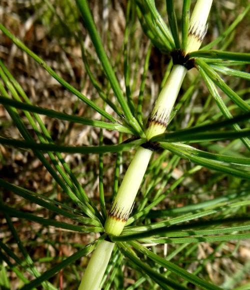 jättefräken Equisetum telmateia