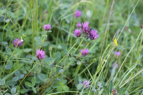 ängsrödklöver Trifolium pratense var. pratense