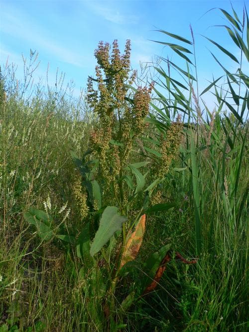 vattenskräppa Rumex hydrolapathum