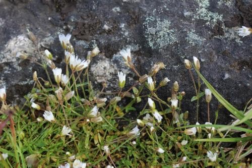 lapparv Cerastium cerastoides