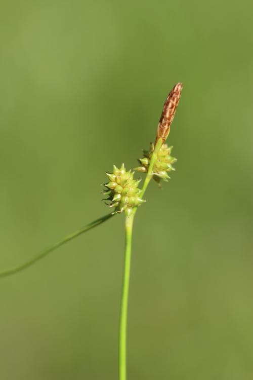 liten ärtstarr Carex oederi var. pulchella