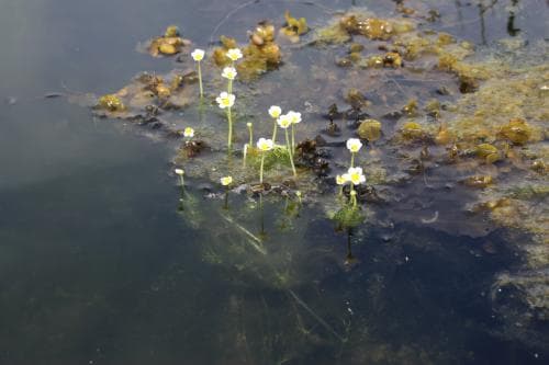 vitstjälksmöja Ranunculus baudotii