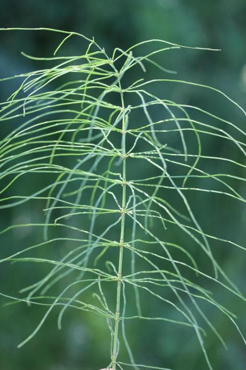 ängsfräken Equisetum pratense